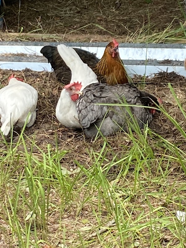 Balsey Farms