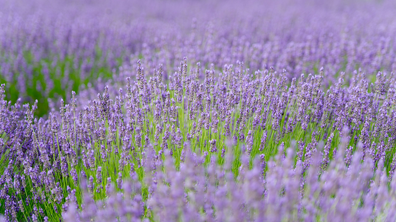 Lavender By the Bay
