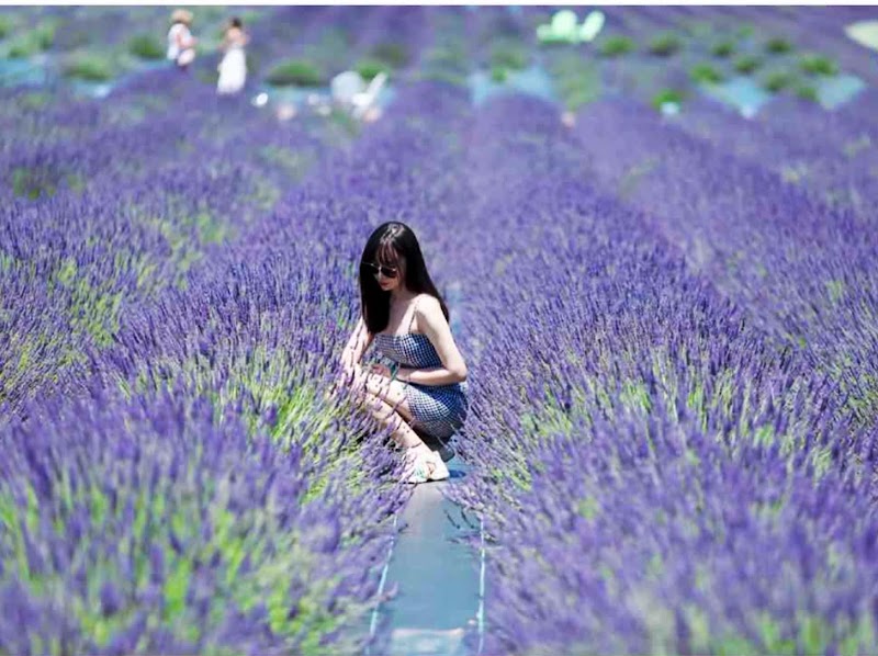 Lavender By the Bay