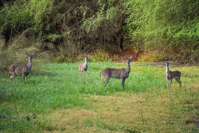 Bulverde Oaks Nature Preserve