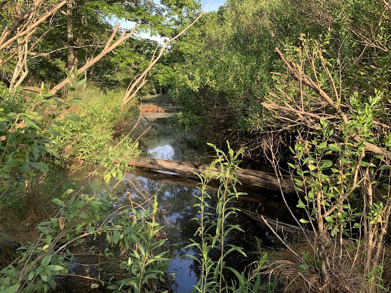 Ruth Oliva Preserve at Dam Pond