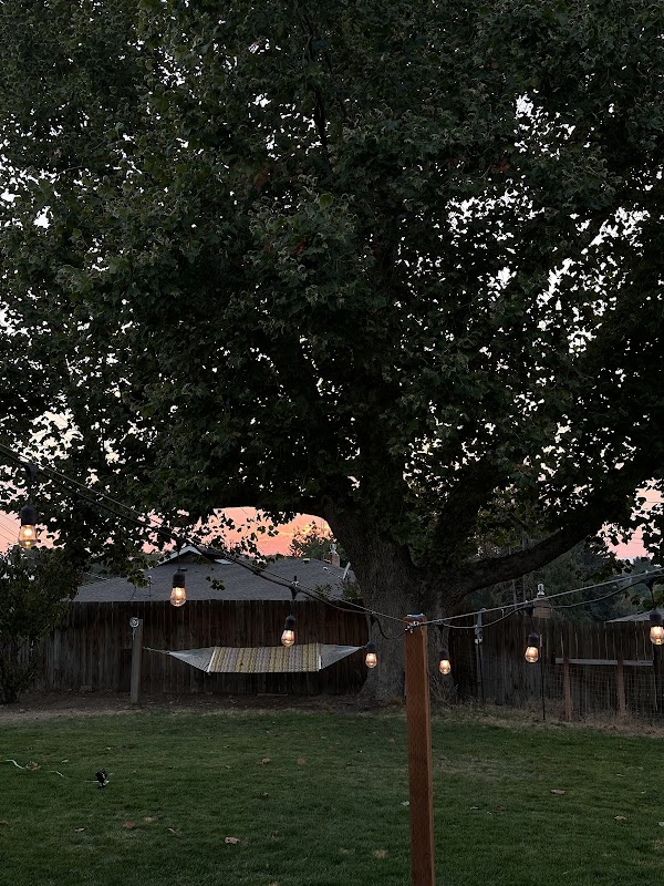 Largest Sycamore in Yakima