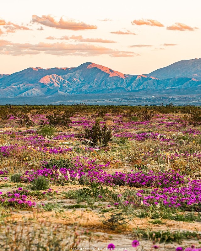 Anza-Borrego Wildflower Fields