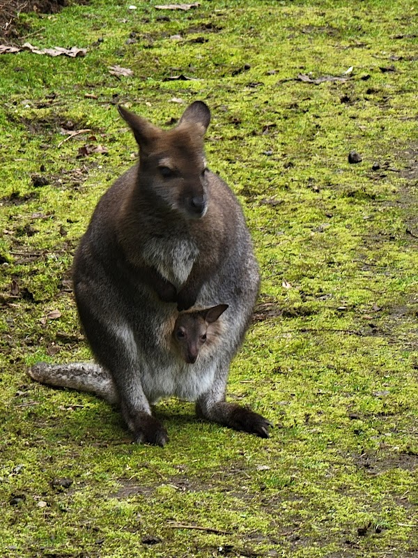 The Outback Kangaroo Farm