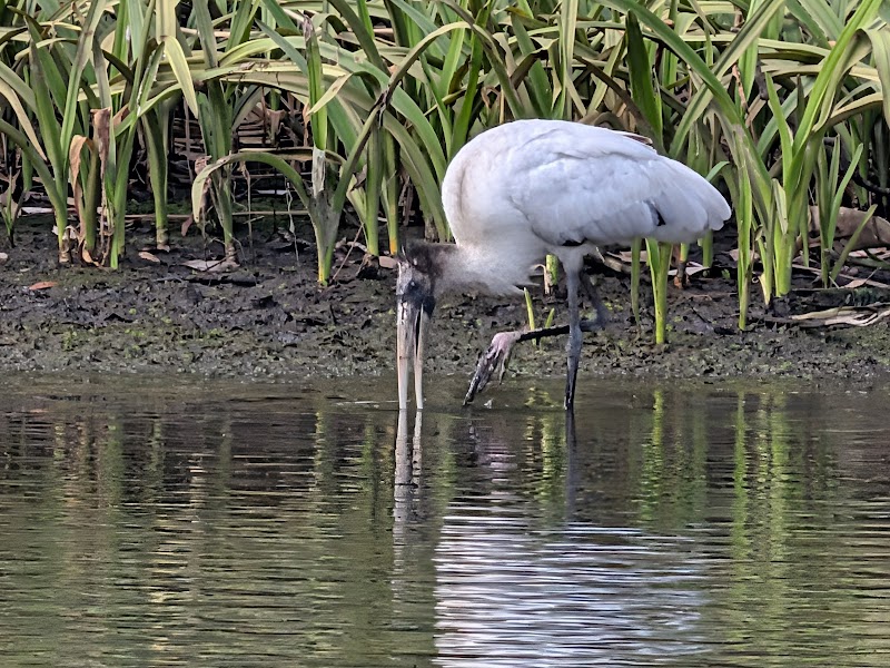 Chassahowitzka River and Coastal River Swamps