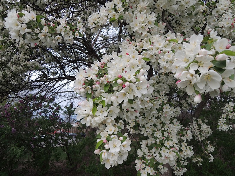 Nebraska Statewide Arboretum Display Gardens