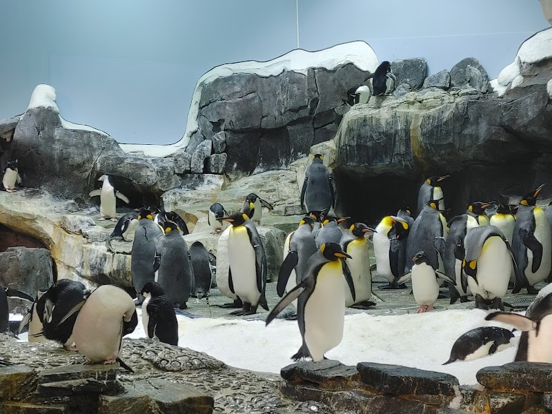 Antarctica: Empire of the Penguin