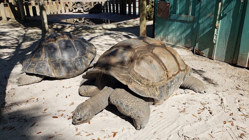 Giant Tortoise