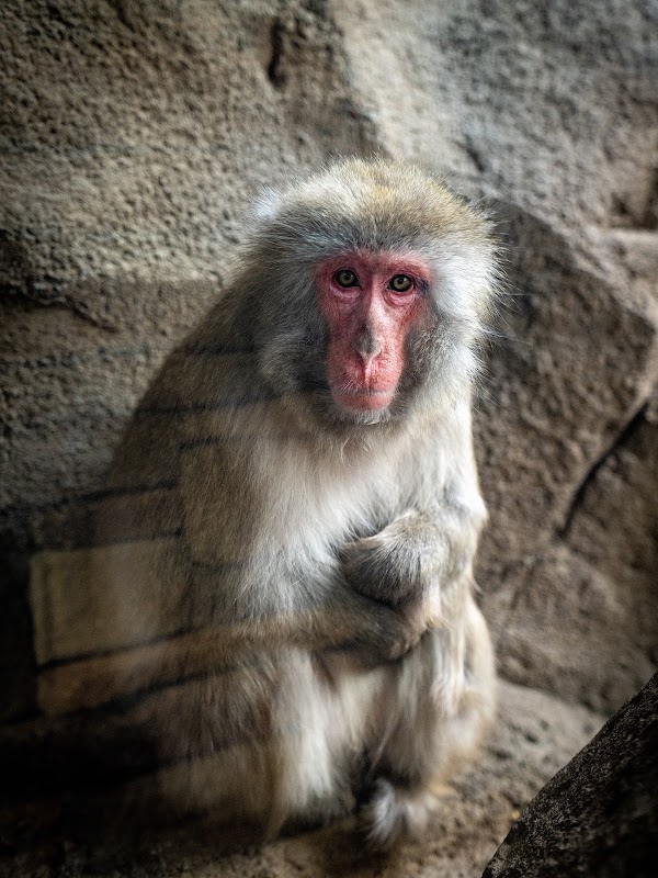 Regenstein Macaque Forest