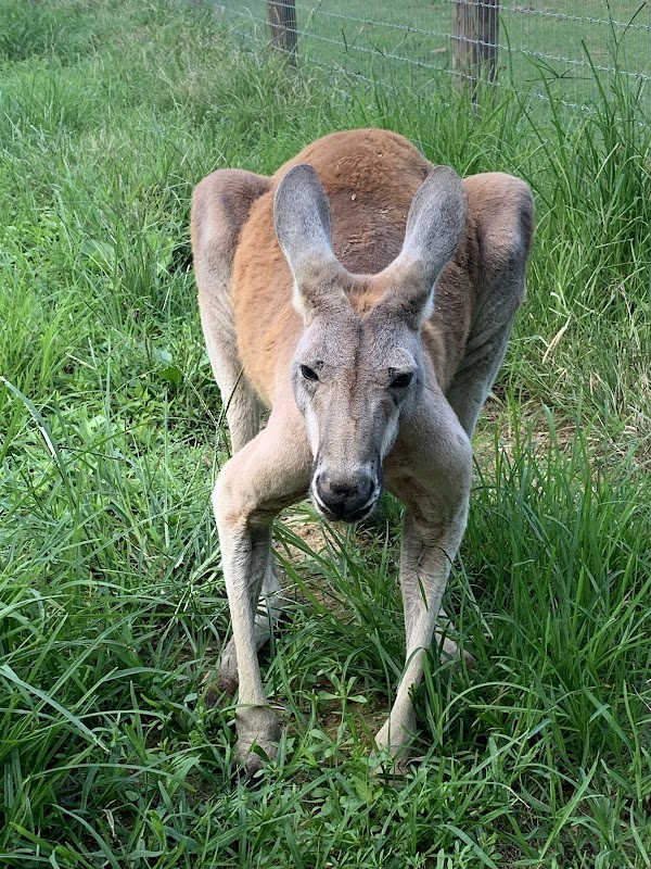 Liberty Acres Animal Haven & Equine Rescue