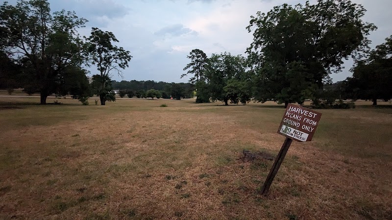 Pecan Orchard