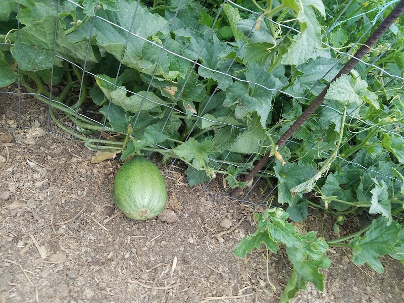 Arleta Community Garden