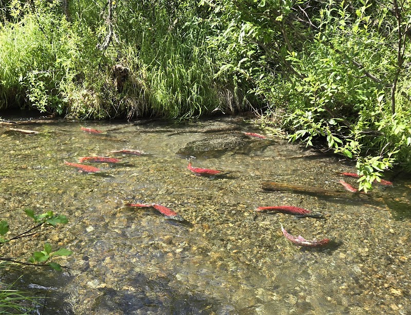 Salmon Viewing at Moose Creek