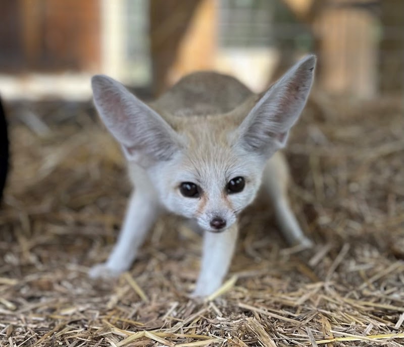 Moore Exotic Animal Ranch