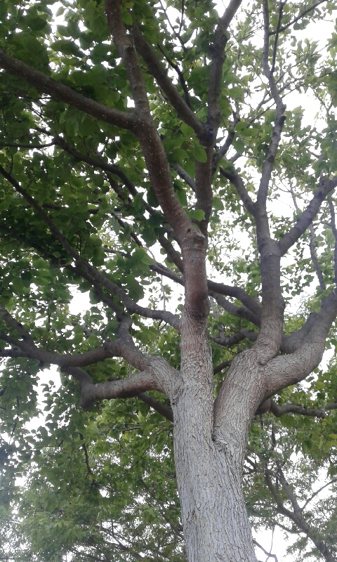 Mulberry Park