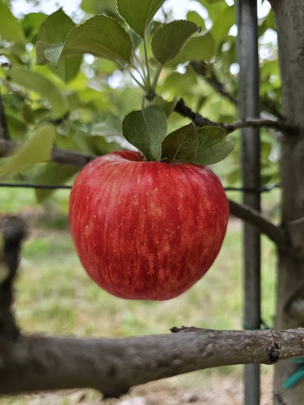 Behling Orchards