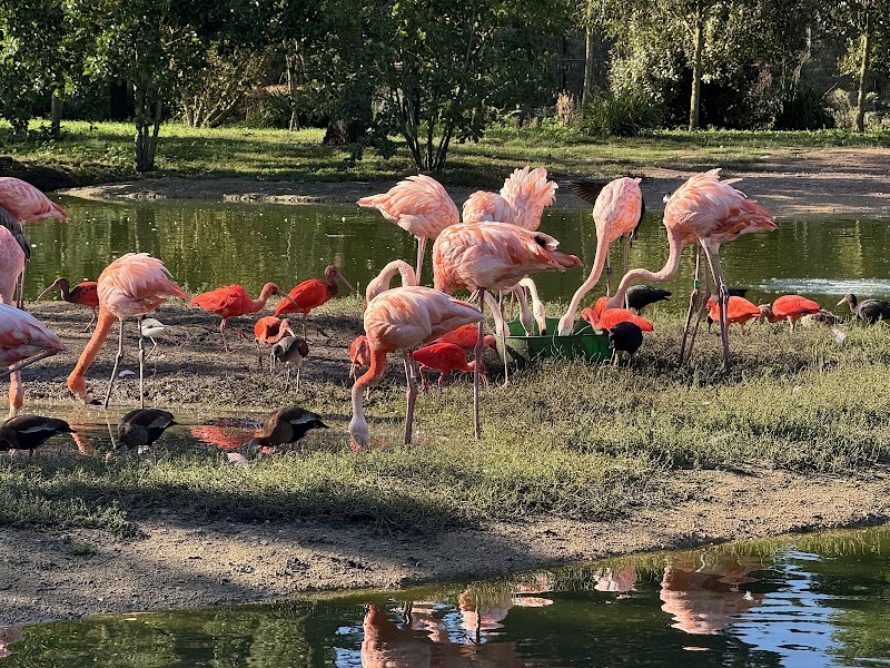 Flamingos