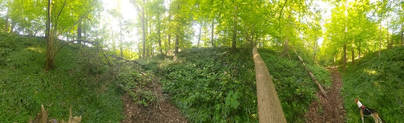 Beukenbos - Buizingenbos