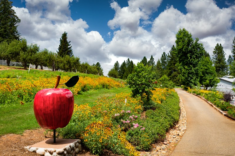 Bill’s Apples & Felice’s Dolls - Apple Hill #35