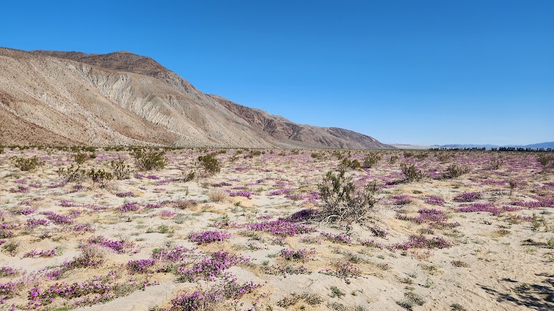 Coyote Canyon Wildflowers Spot