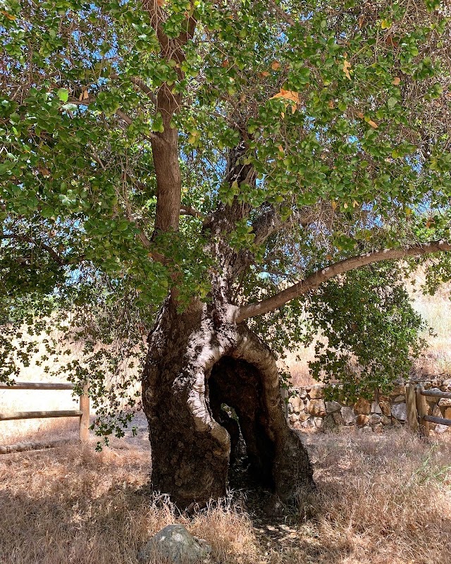 The Oak of the Golden Dream