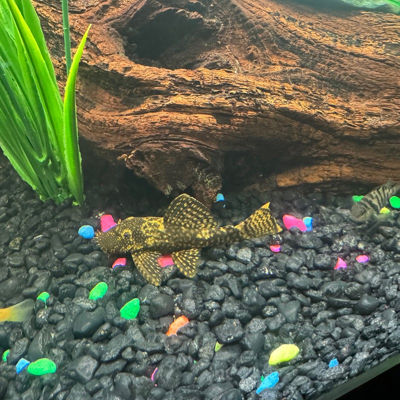 The Fish People
