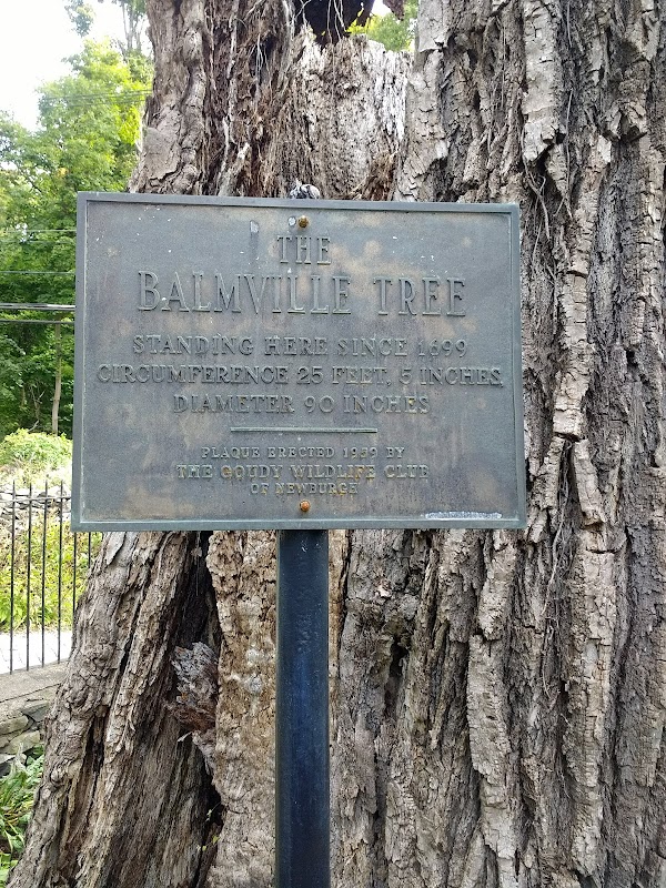 The Balmville Tree