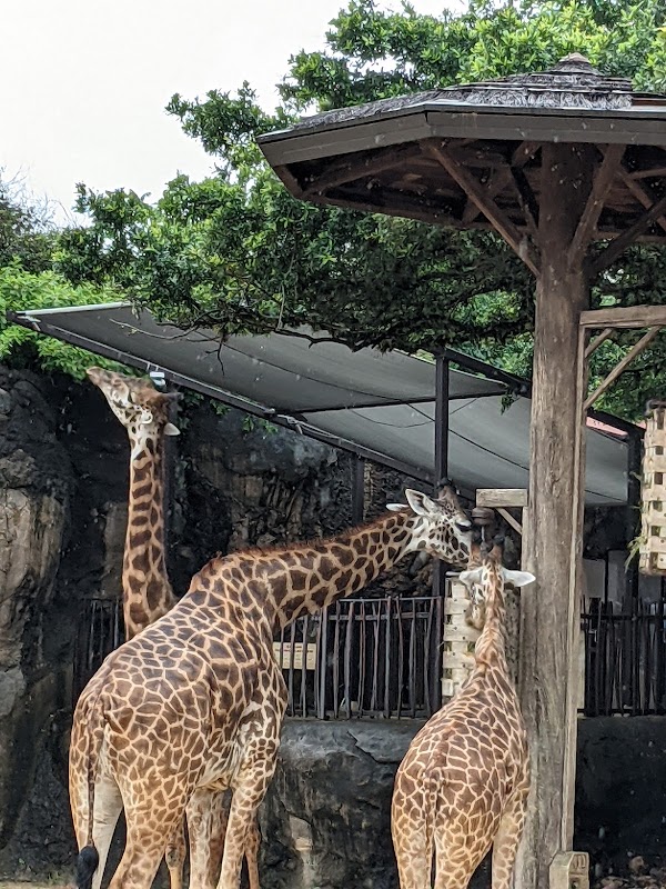 Giraffe Feeding Platform