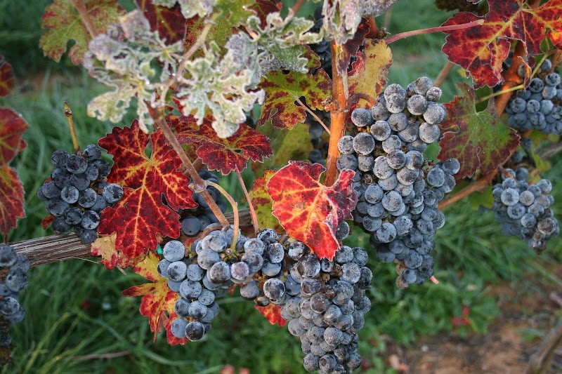 Barboursville Vineyards