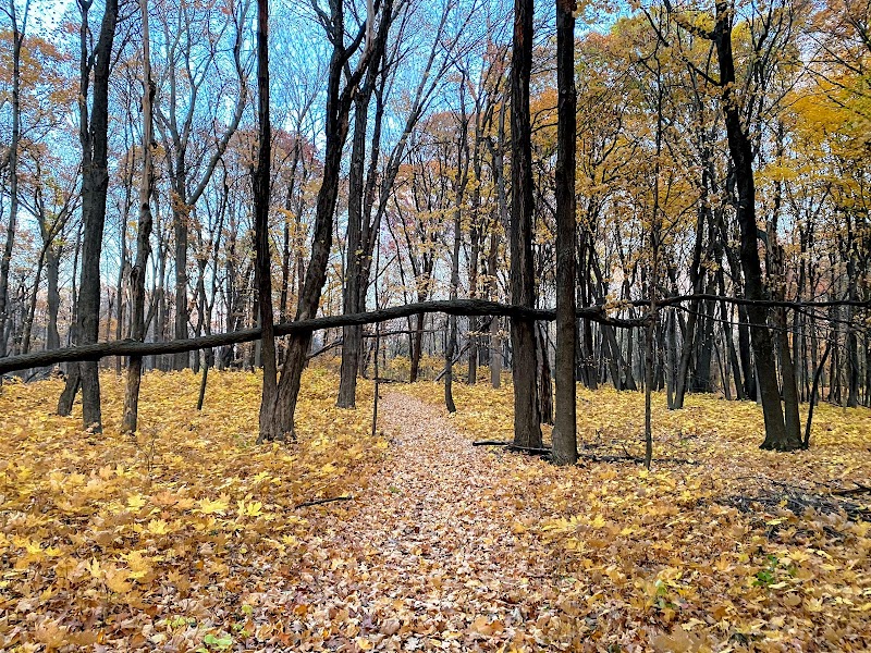 Maple Grove Forest Preservation Area B