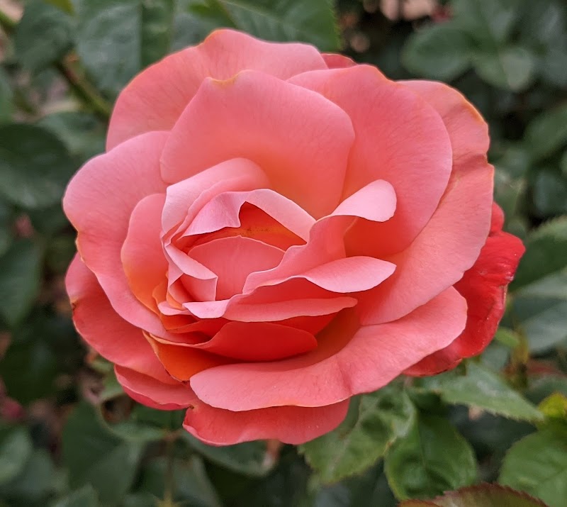 Albuquerque Rose Garden / Albuquerque Rose Society