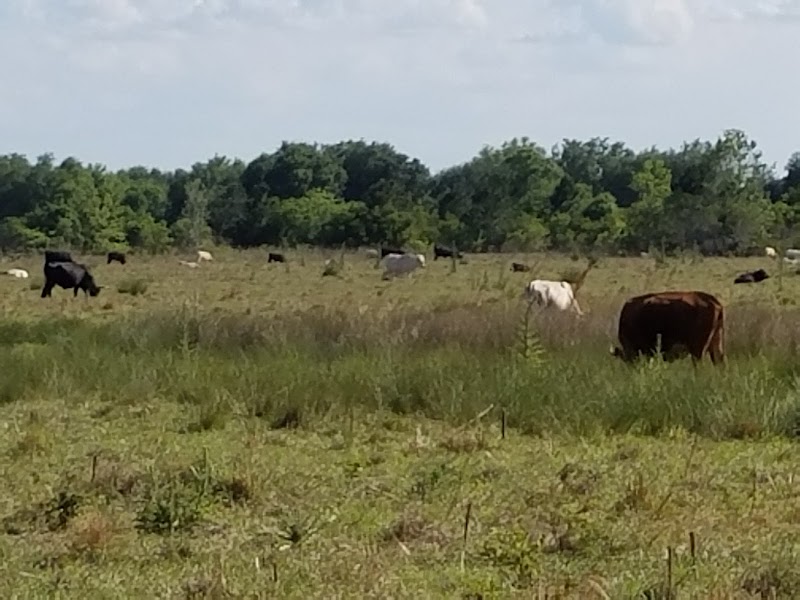 Cypress Shadows Back Park