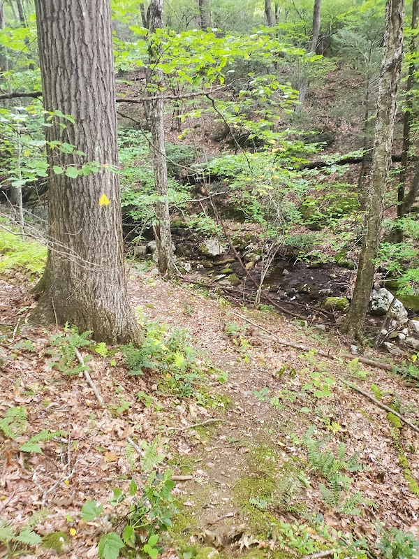 Canton Town Property