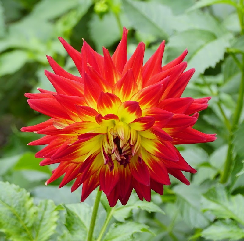 William Wolkoff Dahlia Garden