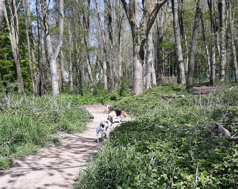 Hondenlosloopbos Dierenplezier