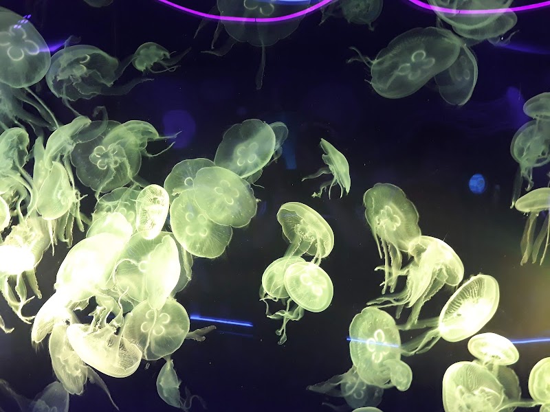 SEA LIFE London Aquarium