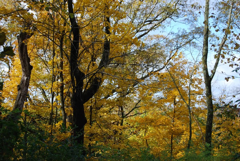 Buckeye Trace Nature Preserve