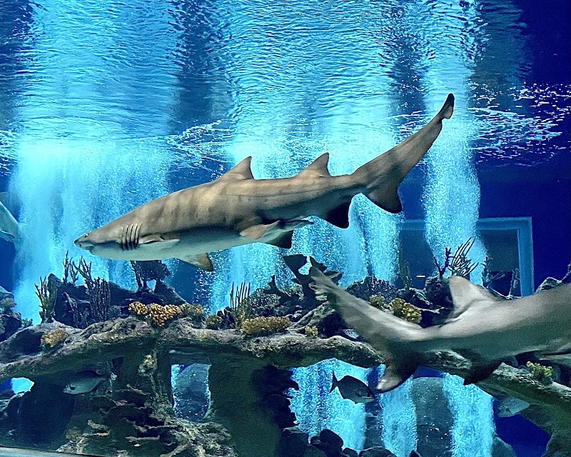 OdySea Aquarium