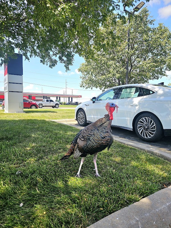 The turkey at central and greenwich