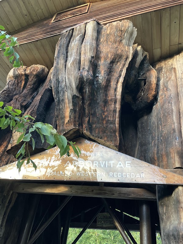 Giant Cedar Stump