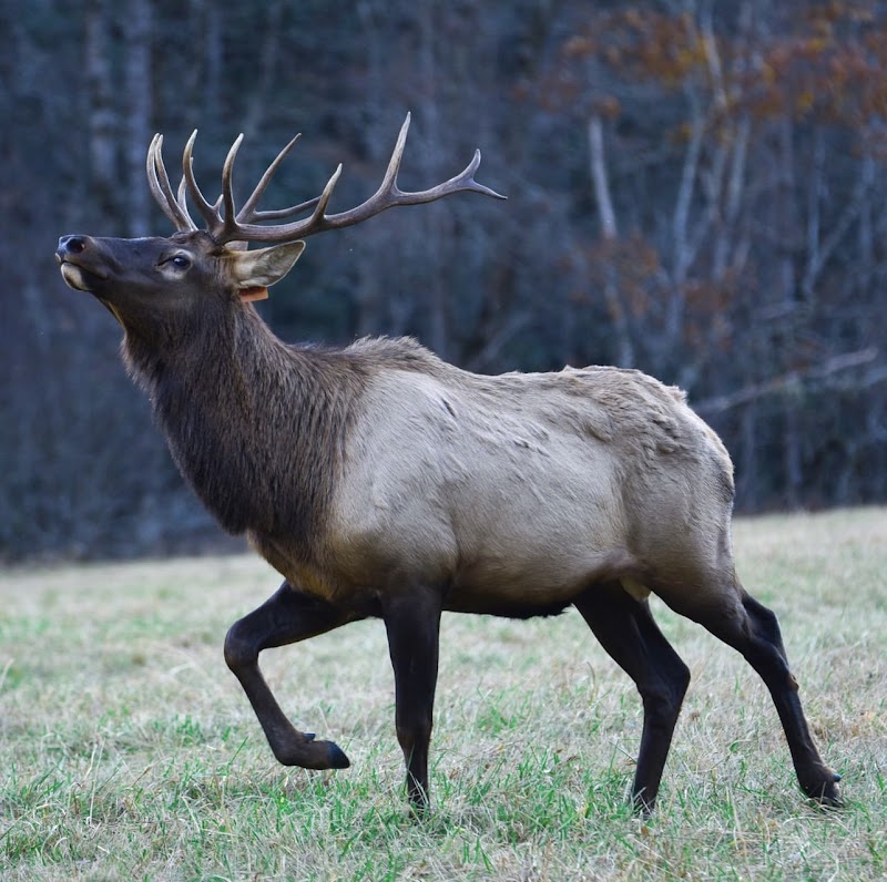 Cataloochee Valley - Elk Watching