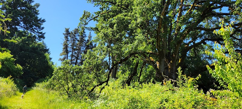 Champoeg Mother Oak