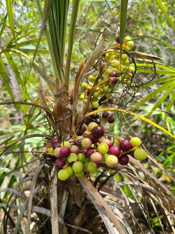 Rock Pit Pineland Preserve