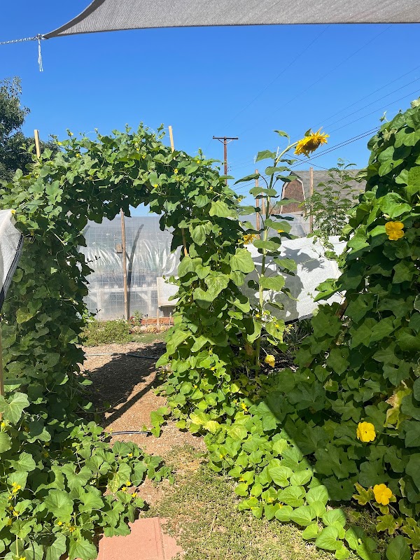 Cyn's Seeds and Starts