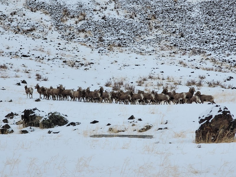 Oak Creek Big Horn Sheep Feeding Station