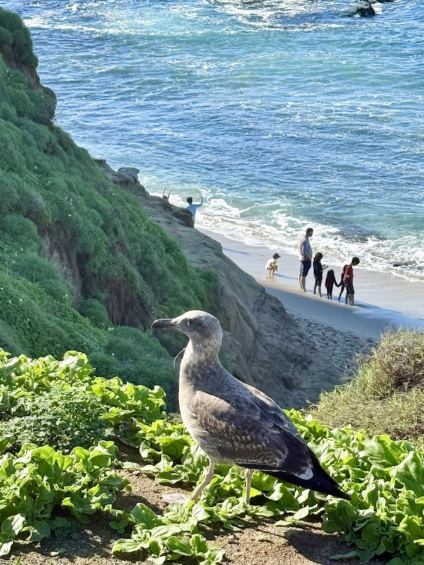 La Jolla