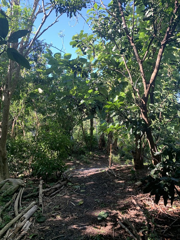 FGCU Food Forest