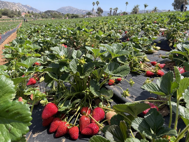 Kenny's Strawberry Farm