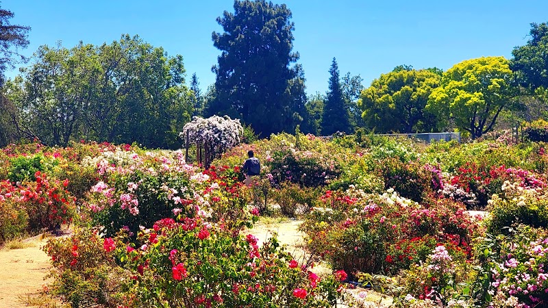 Guadalupe Gardens Heritage Rose Garden