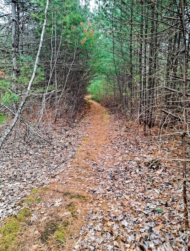 Birch Street Conservation Area
